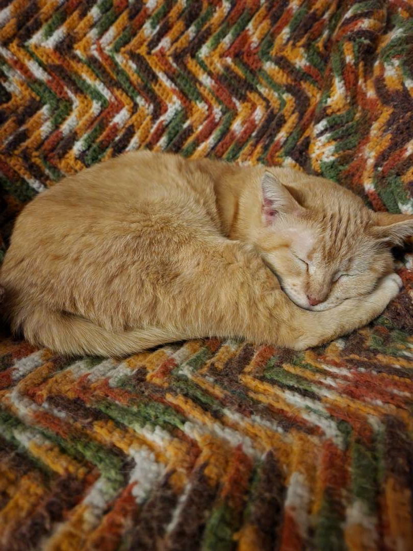 Harmony, an adoptable Domestic Short Hair in Laramie, WY, 82073 | Photo Image 3