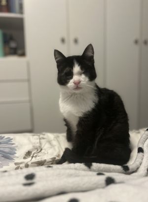 Lana (LH) Domestic Medium Hair Cat