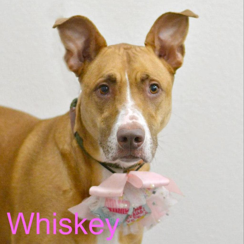 Whiskey, an adoptable Shepherd in Lake Havasu City, AZ, 86406 | Photo Image 1