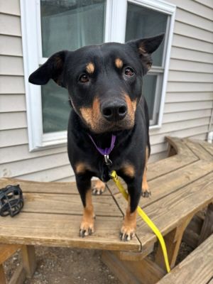 AC - Nora, Young Female Australian Kelpie
