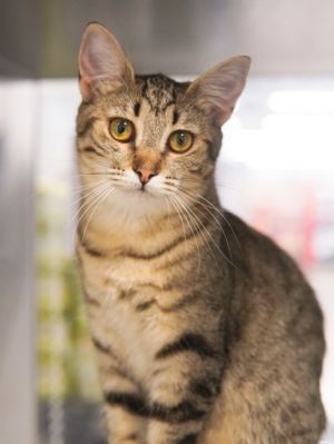 Roselle, Adult Female Domestic Short Hair