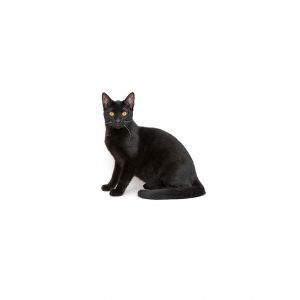 Experience springtime every day with Flower This kitten is blooming into a wond