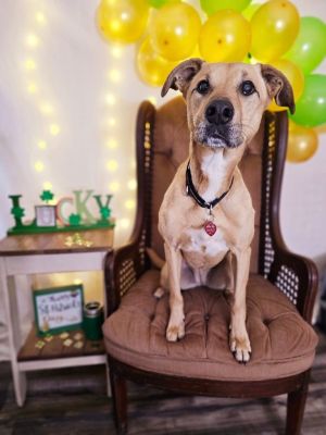 Molly, Senior Female Mixed Breed