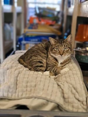 Sunny, Adult Female unknown