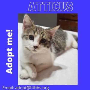 Atticus