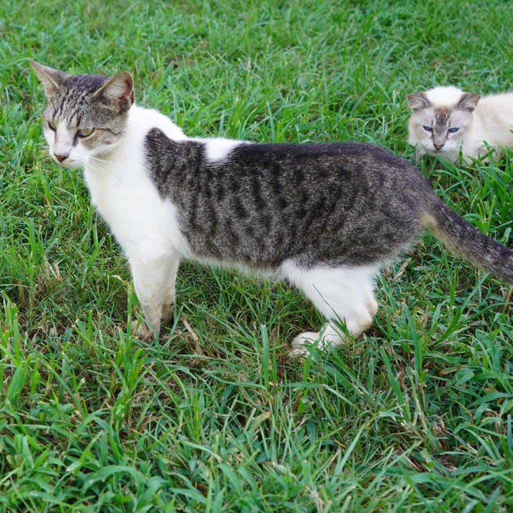 Atticus