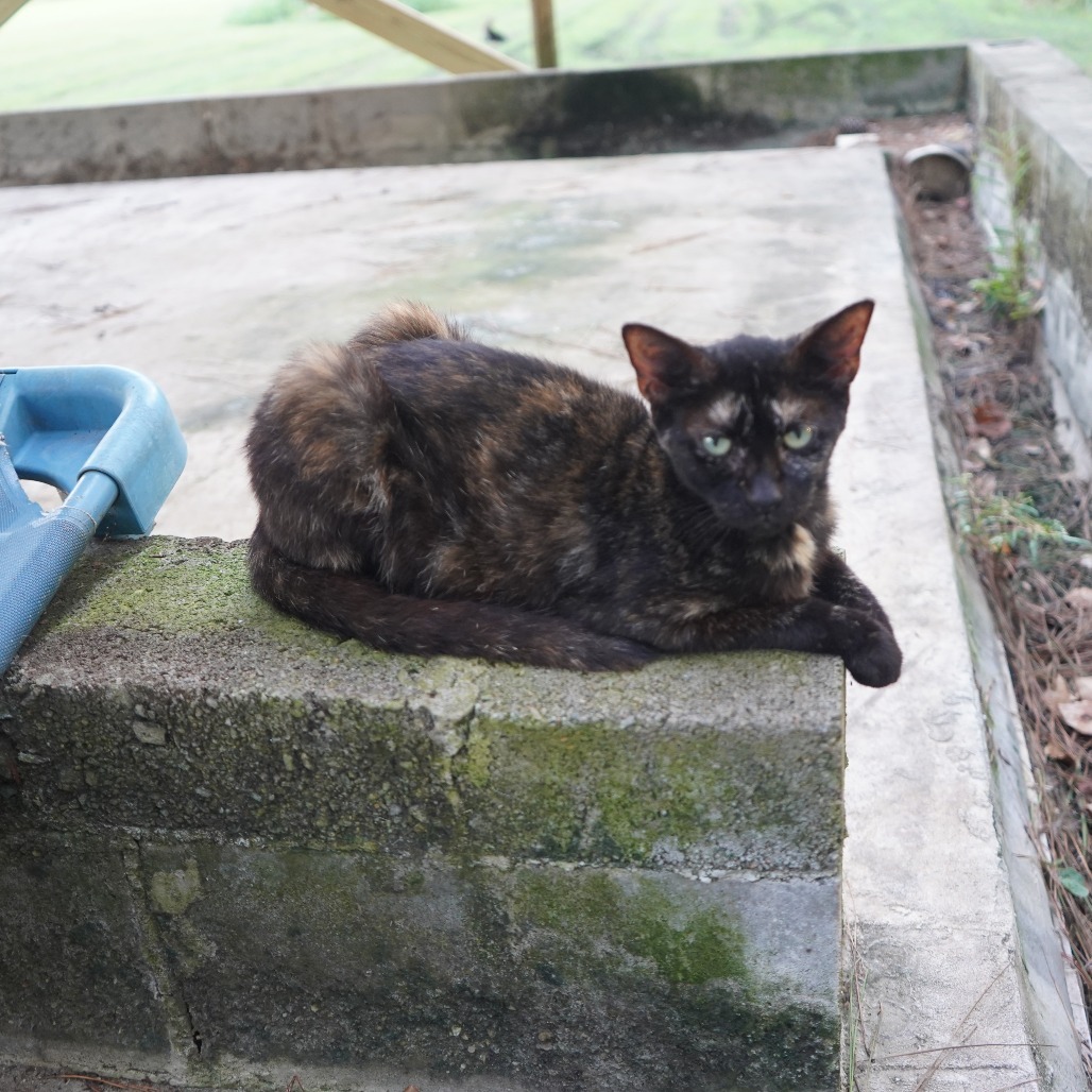 Quinnie