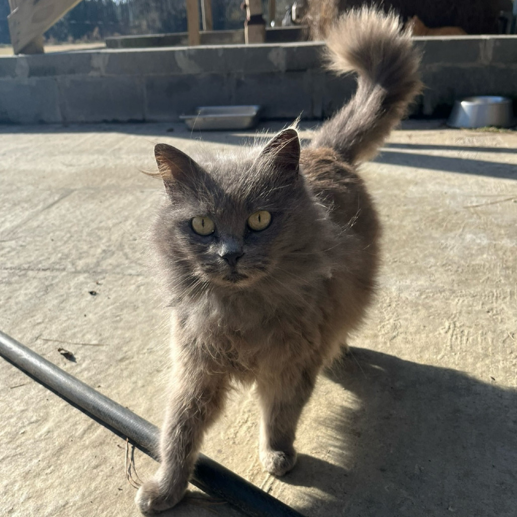 Phoebe