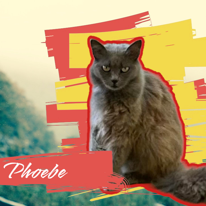 Phoebe