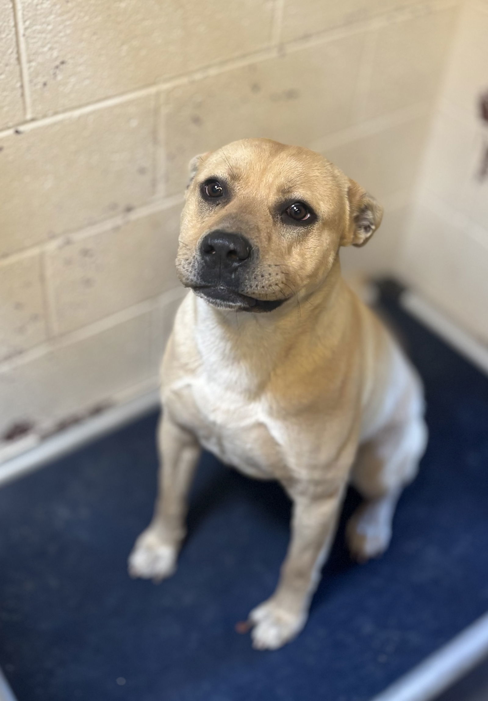 Tank, an adoptable Pit Bull Terrier in Las Vegas, NM, 87701 | Photo Image 1