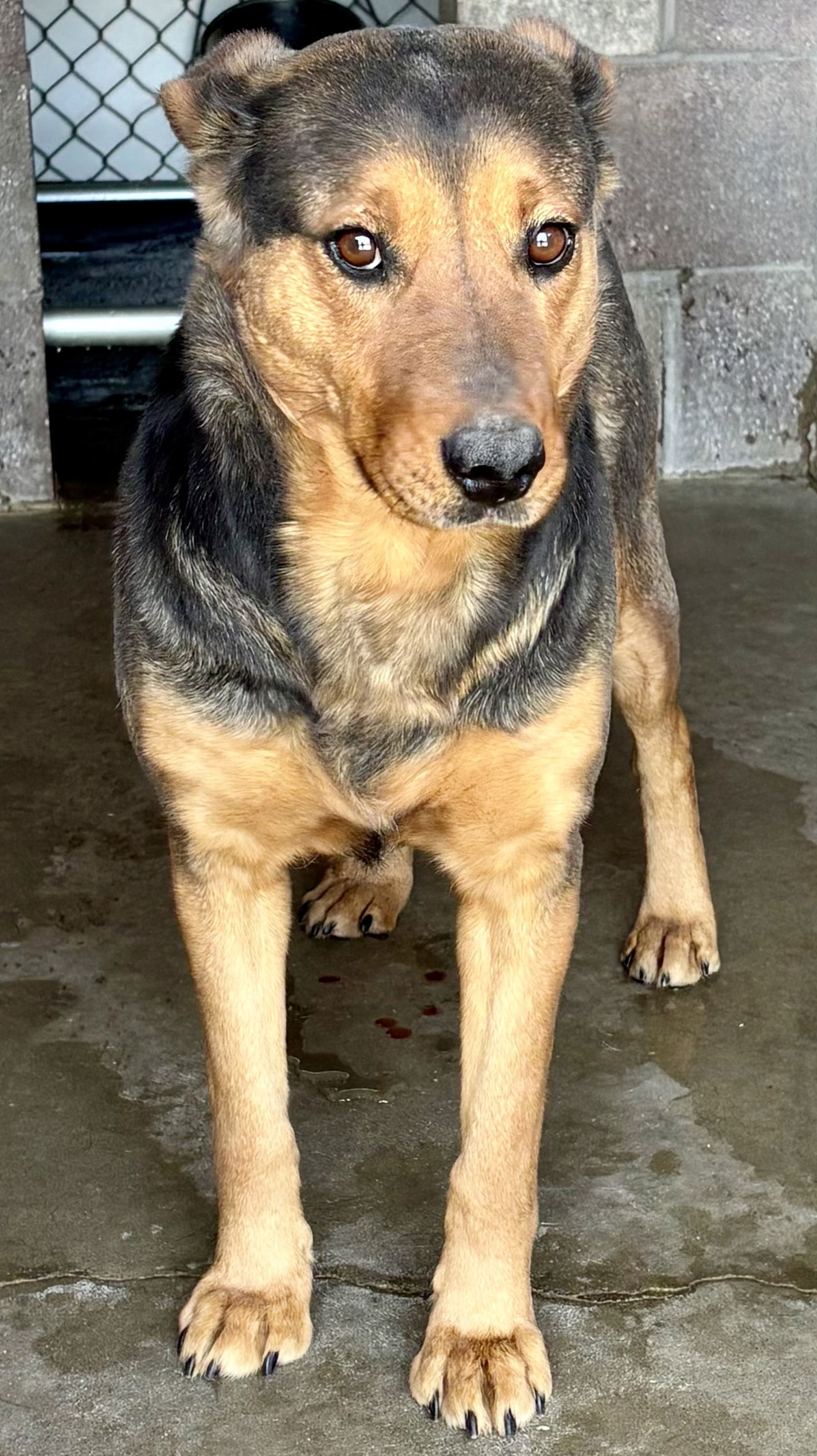 Reba, an adoptable Mixed Breed in Las Vegas, NM, 87701 | Photo Image 1