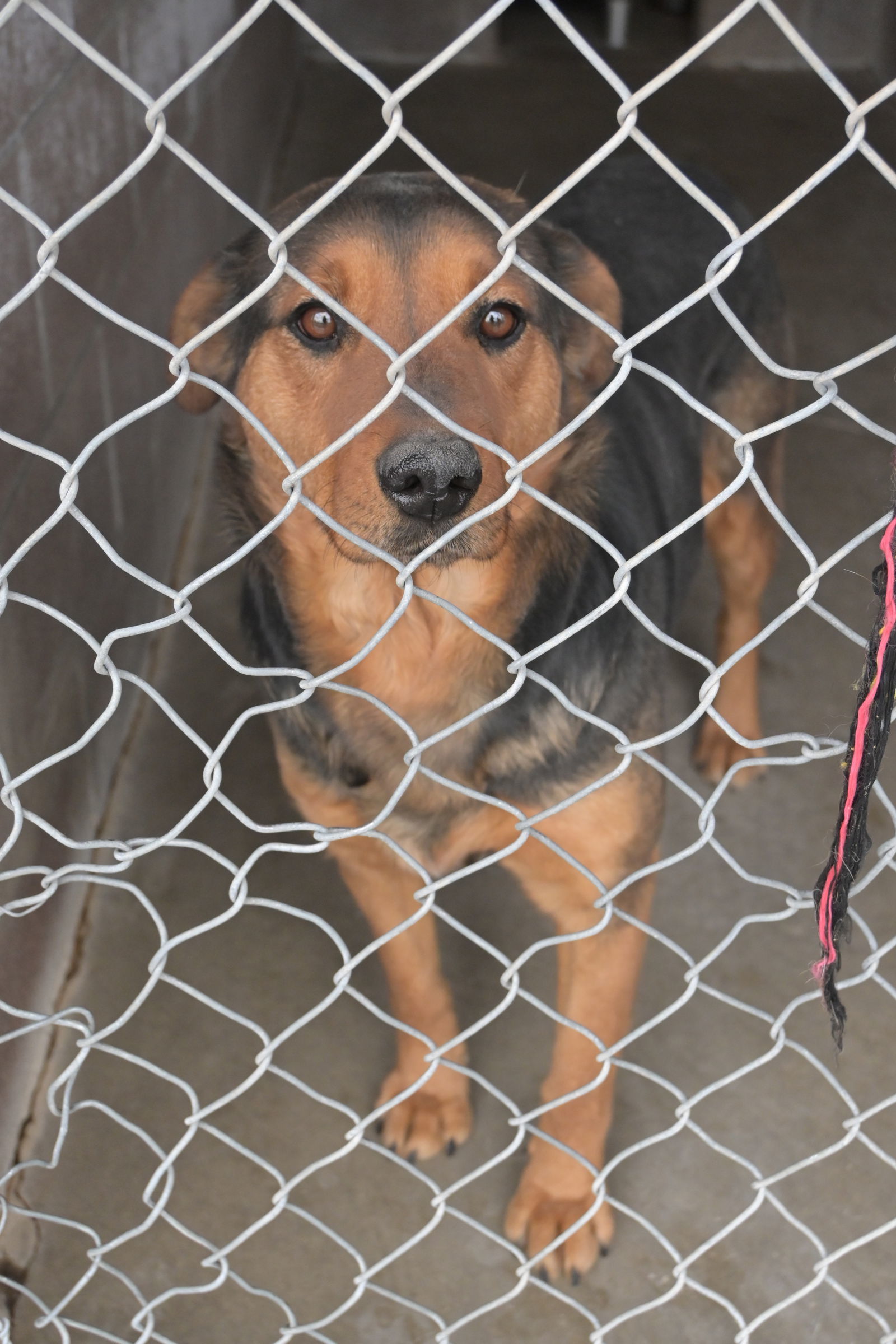 Reba, an adoptable Mixed Breed in Las Vegas, NM, 87701 | Photo Image 2