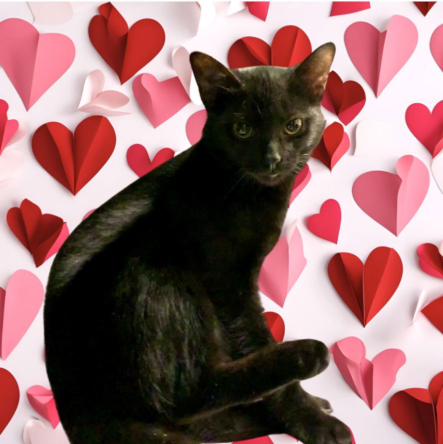 KITTY FAIRY