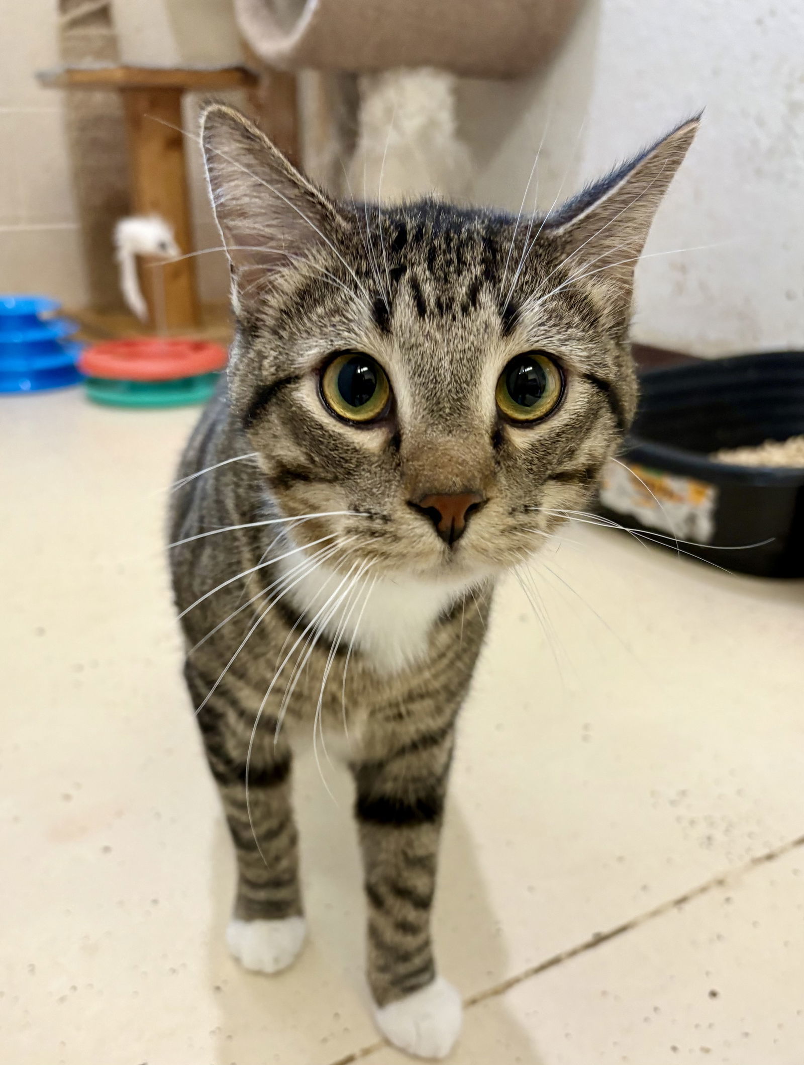 WOODY (Neutered!)