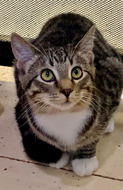 WOODY (Neutered!)