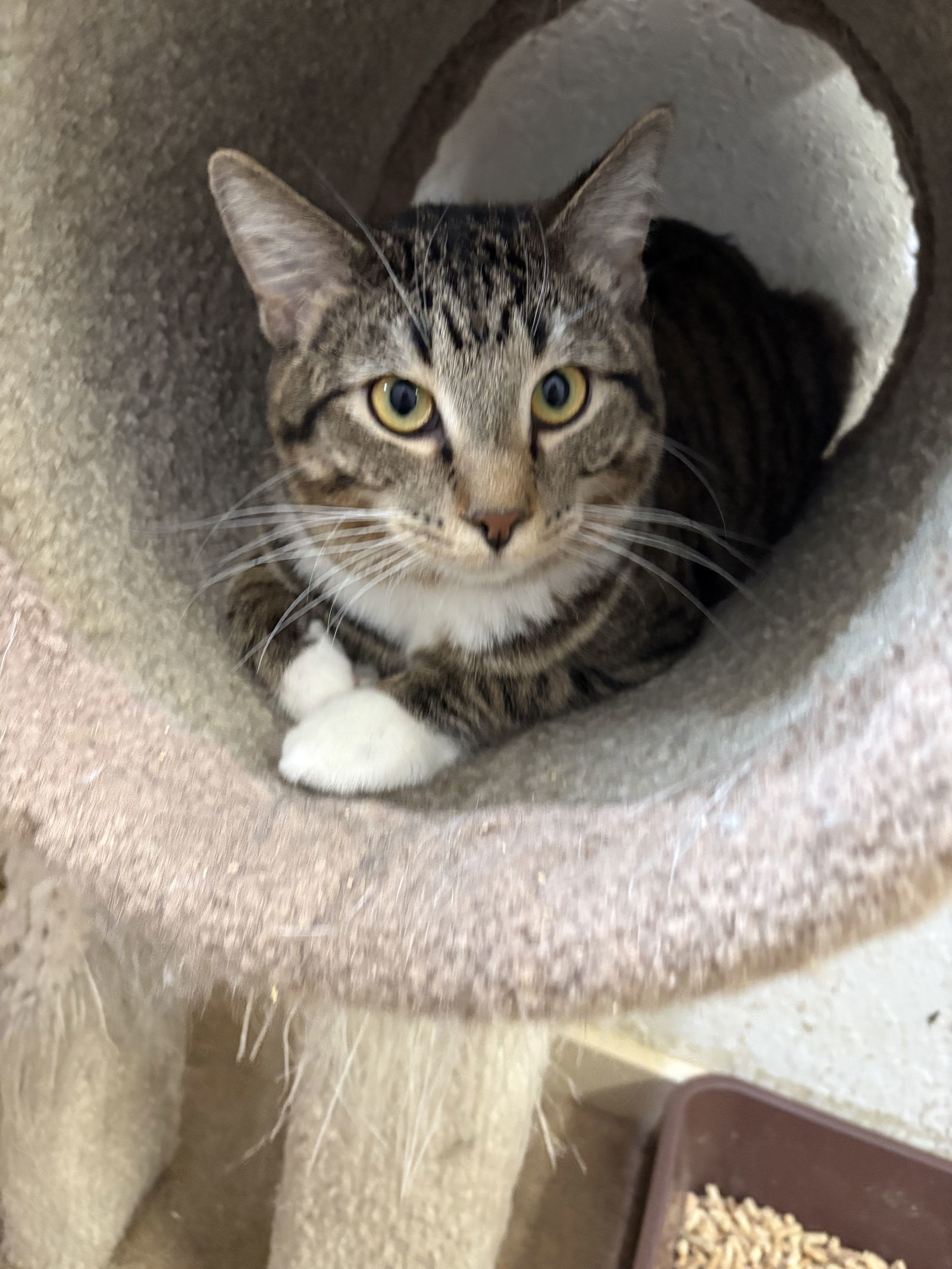 WOODY (Neutered!)