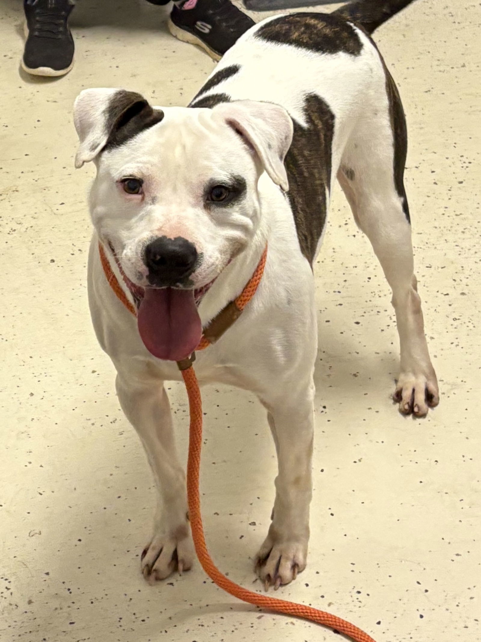 PETEY (Neutered!)