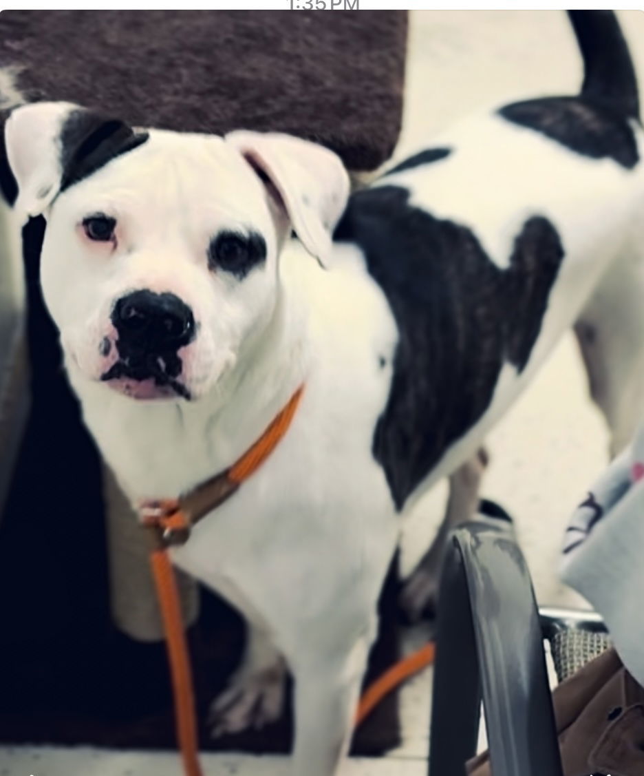 PETEY (Neutered!)