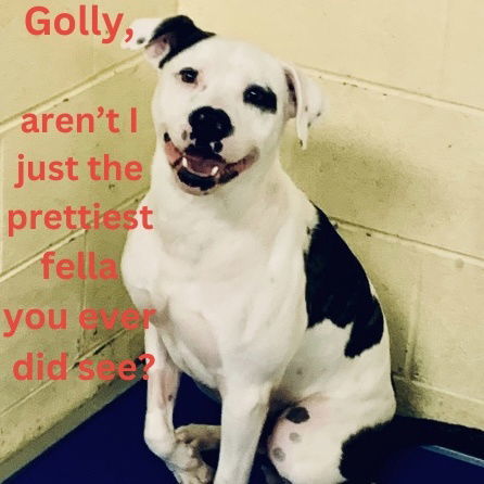 PETEY (Neutered!)