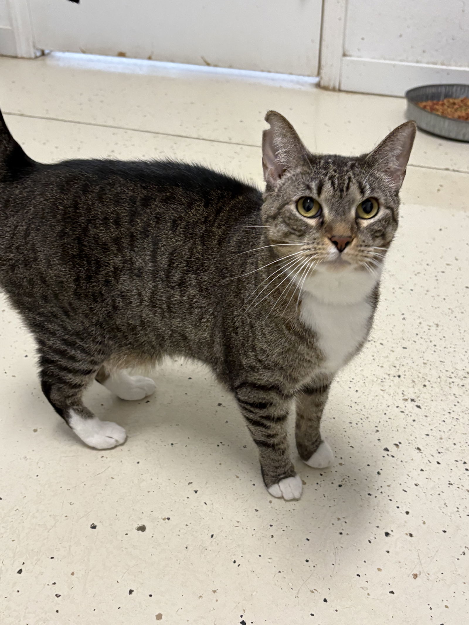 SISSY (Spayed!)