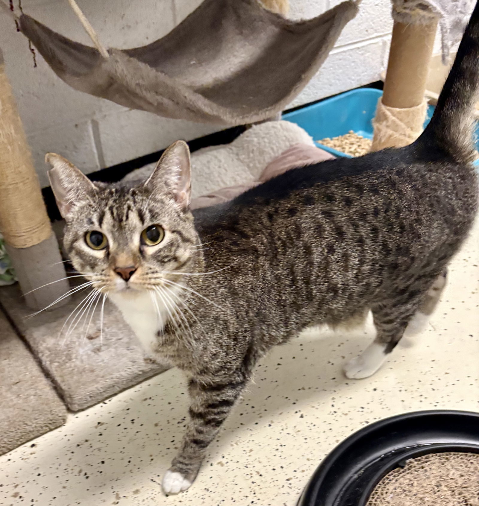 SISSY (Spayed!)