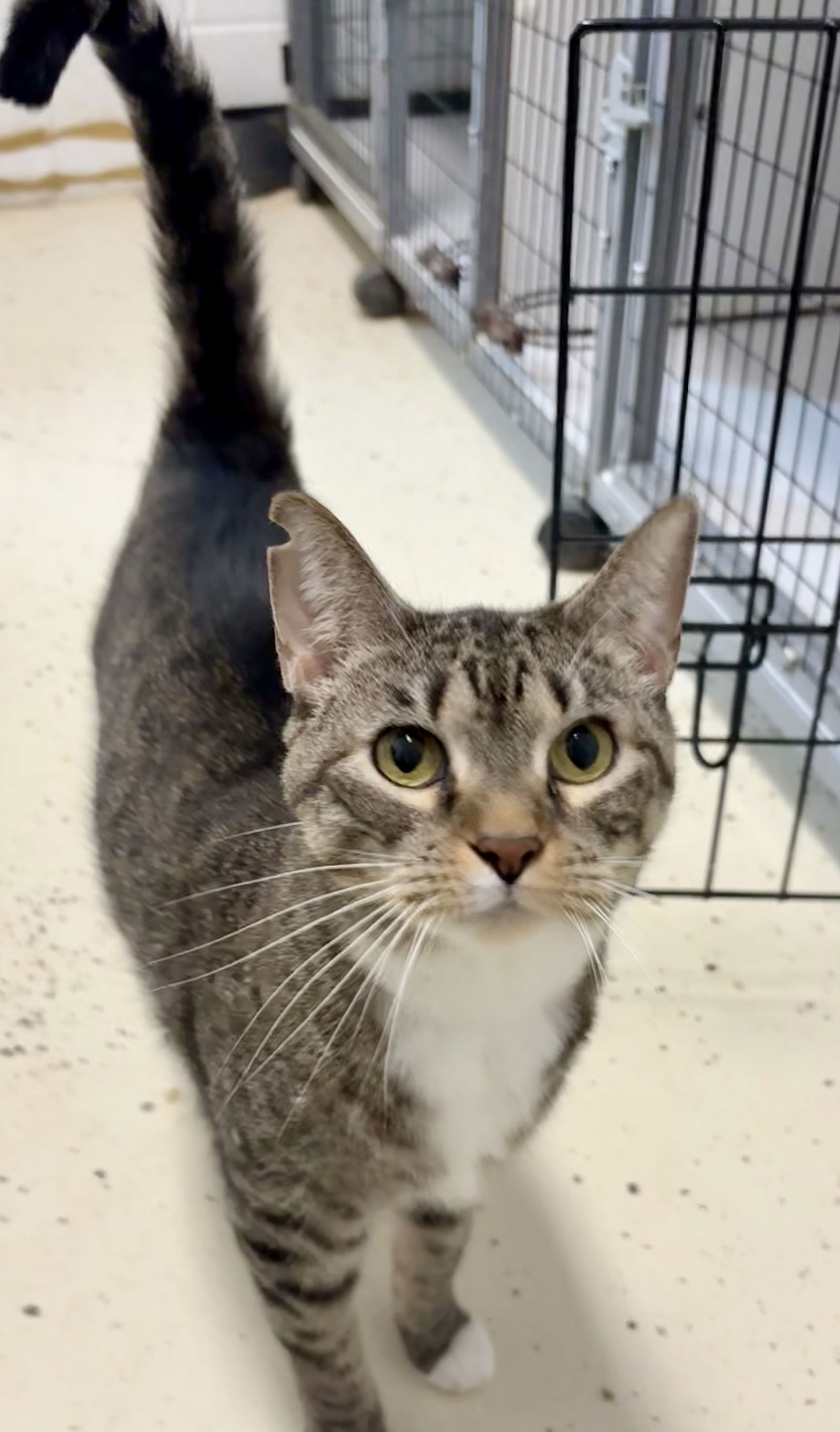 SISSY (Spayed!)