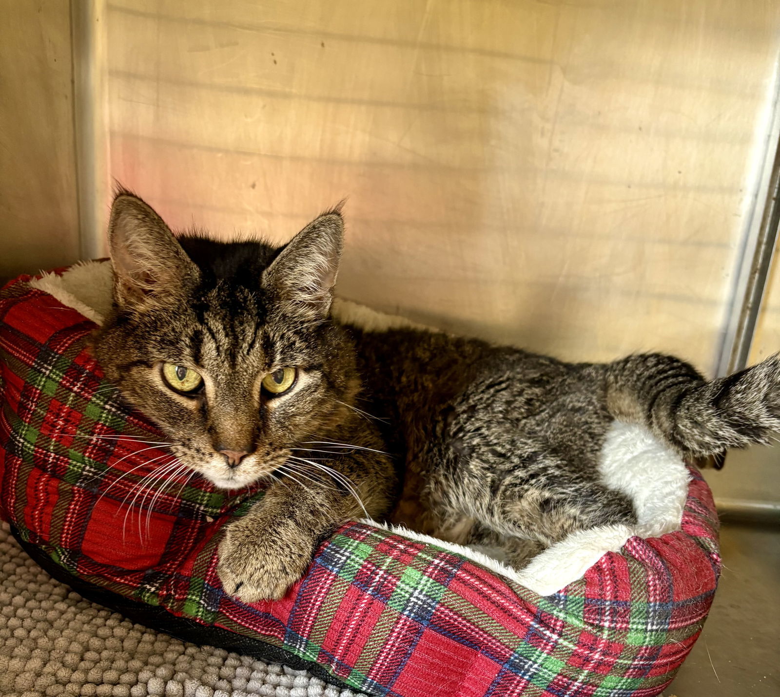 CHAMP (Neutered!)