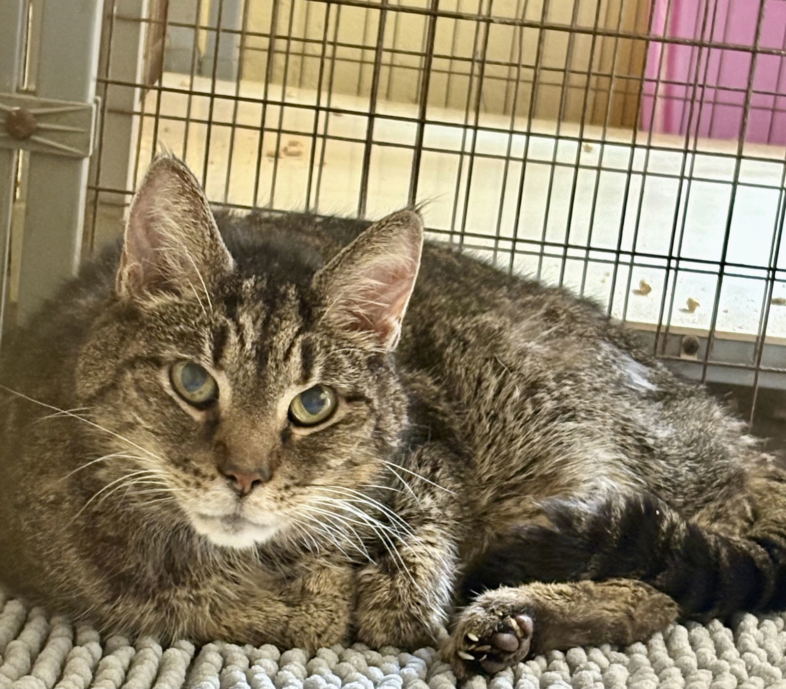 CHAMP (Neutered!)