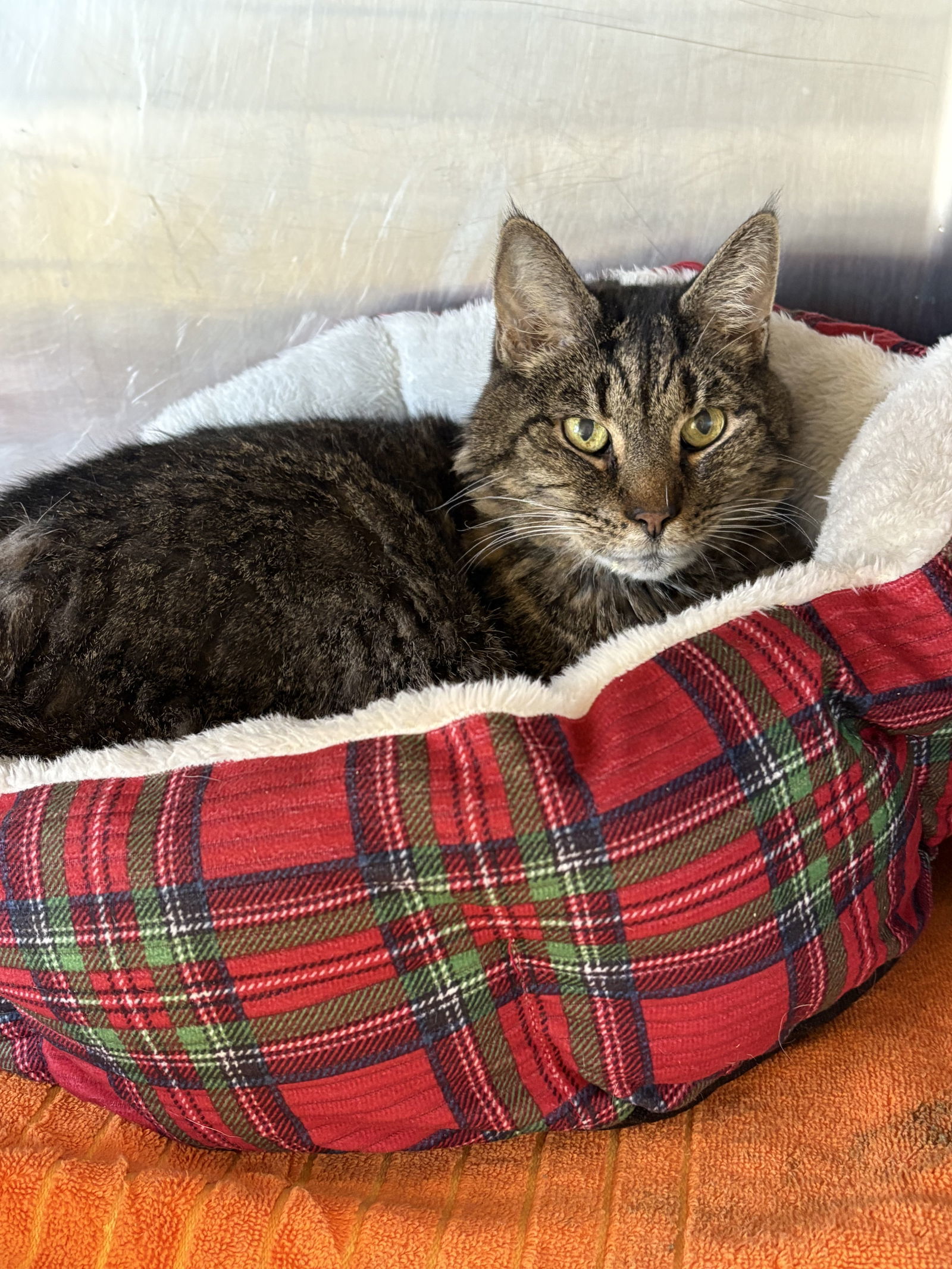 CHAMP (Neutered!)