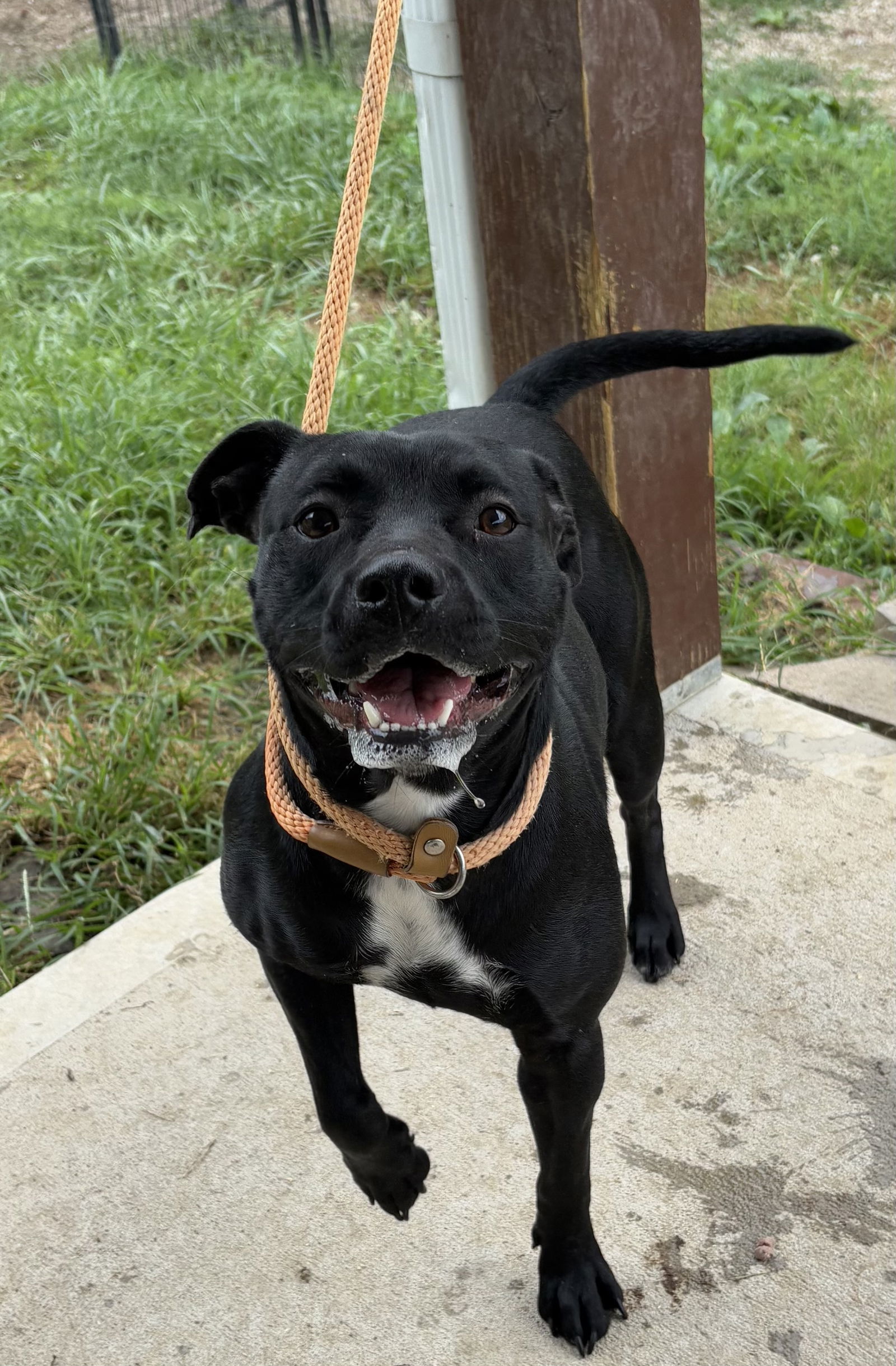 CANDY COATED RAINDROP