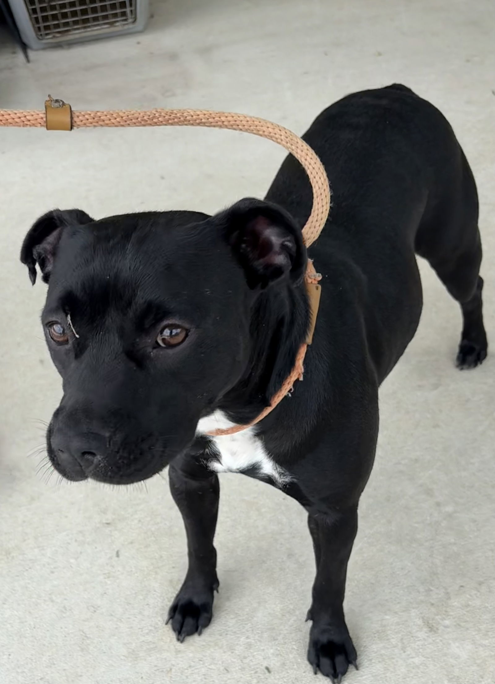 CANDY COATED RAINDROP