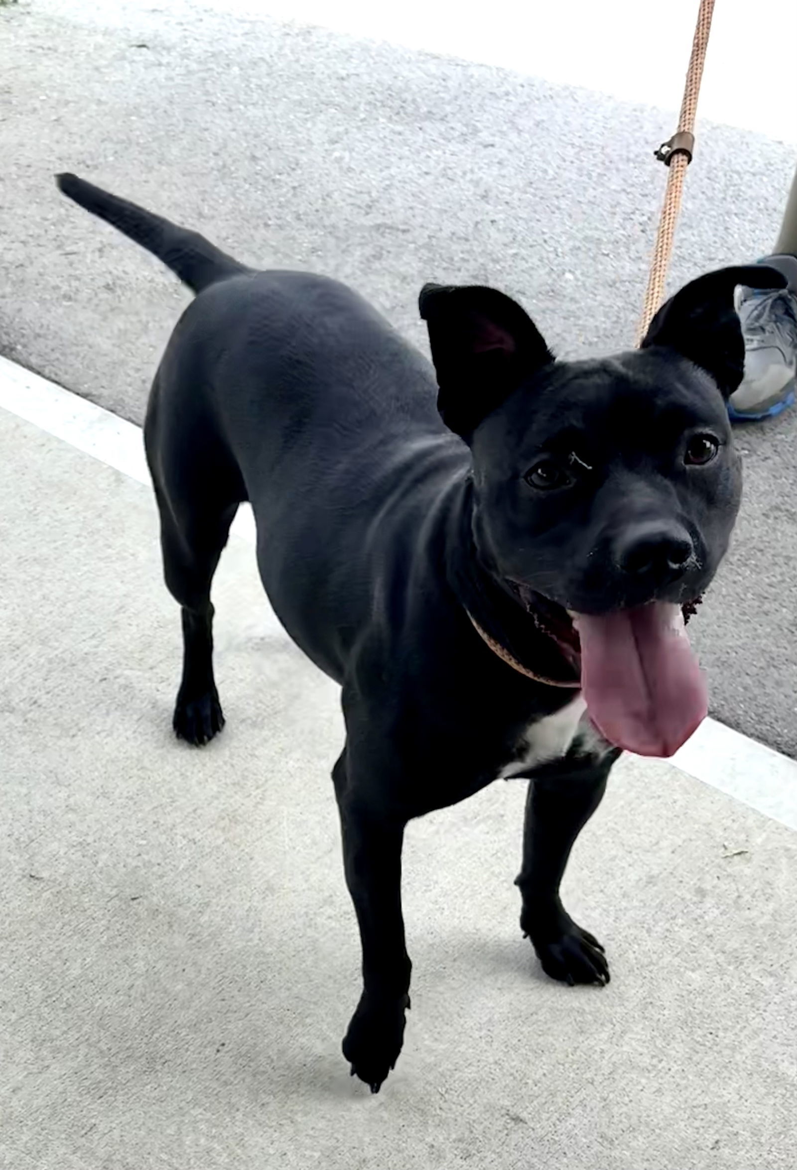 CANDY COATED RAINDROP