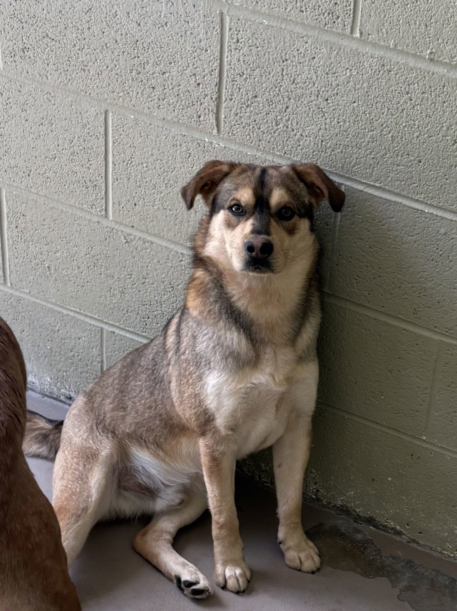 ALEJANDRO (Neutered!)