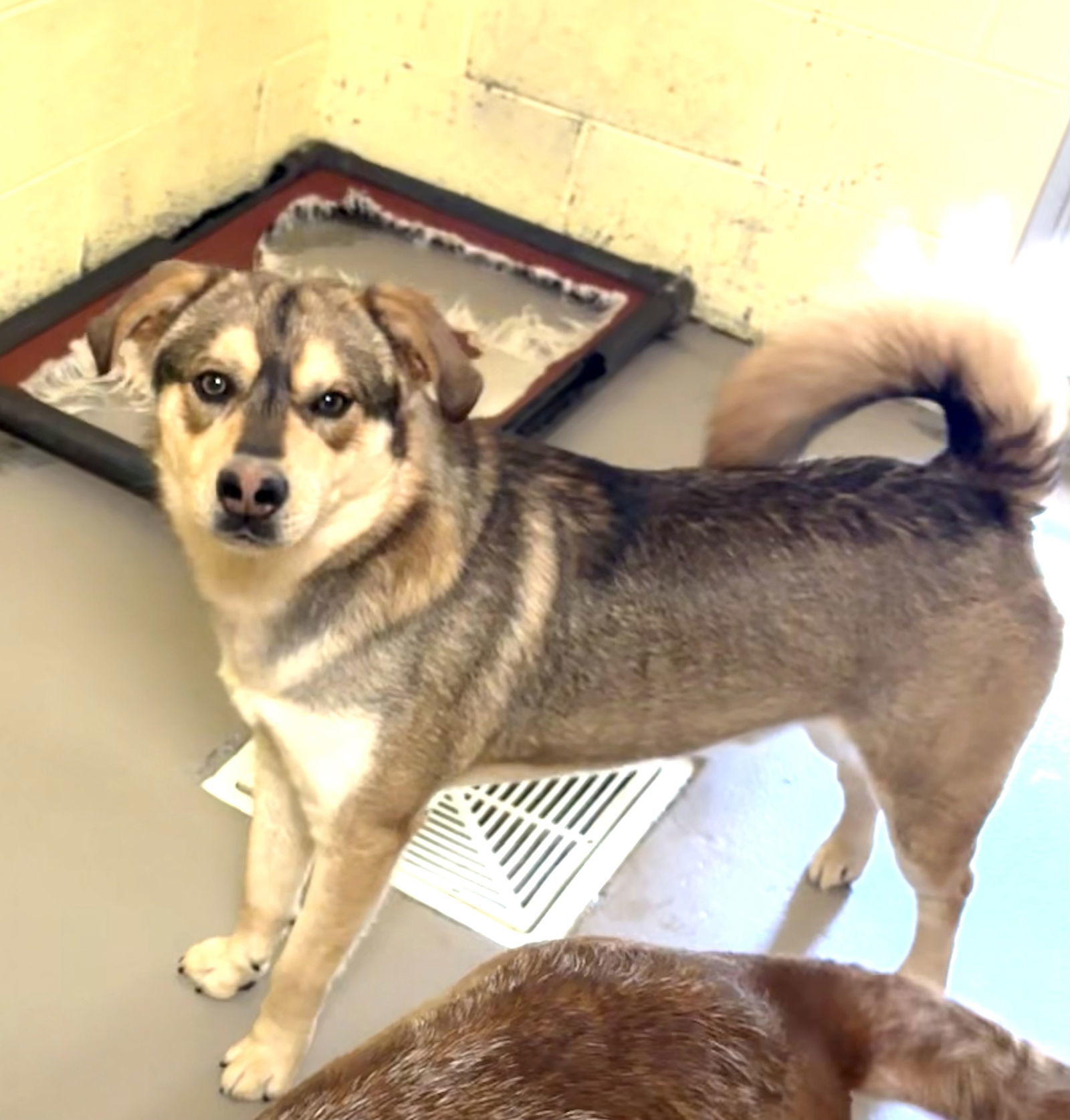 ALEJANDRO (Neutered!)