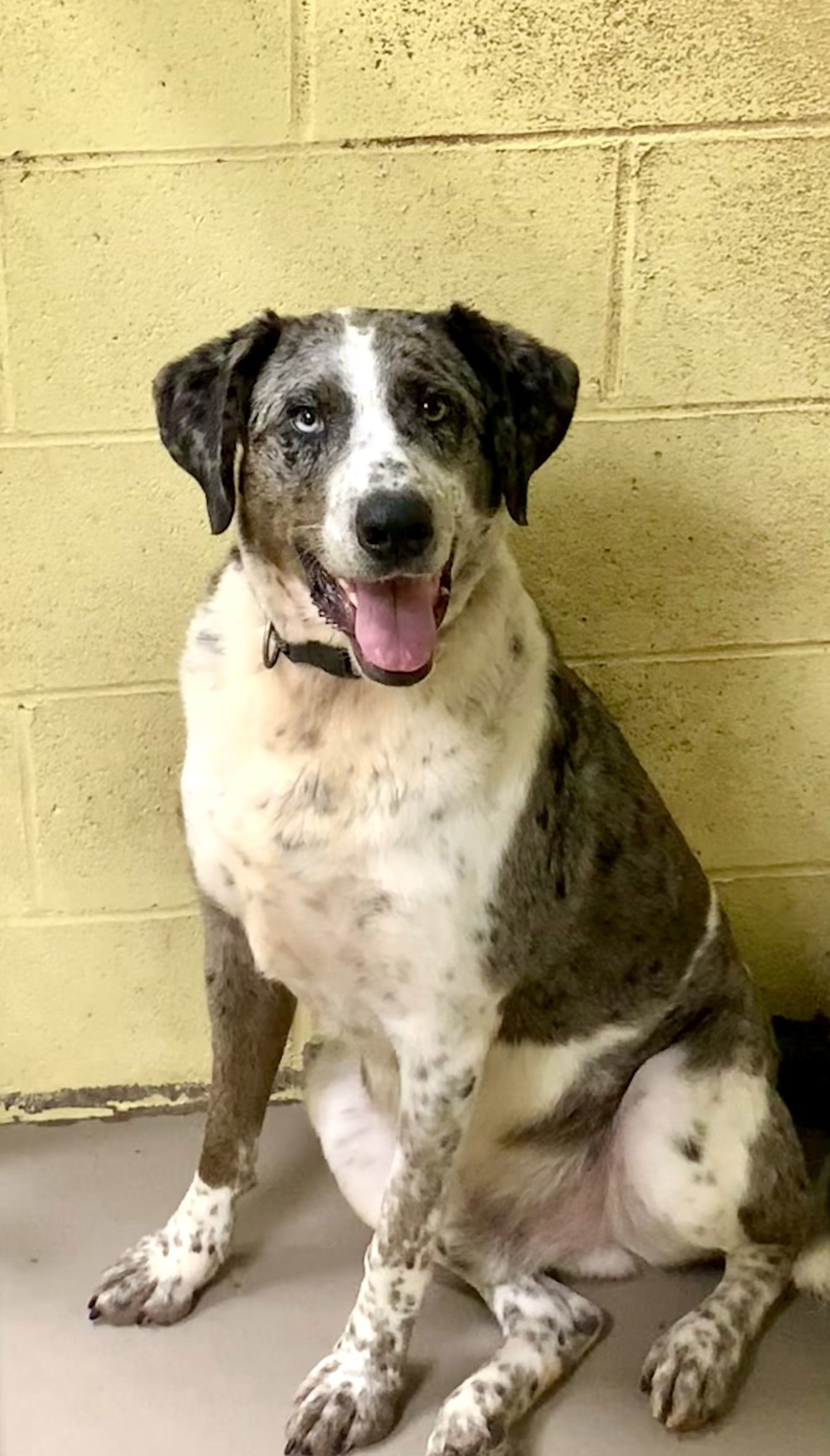 MARBLES (Neutered!)