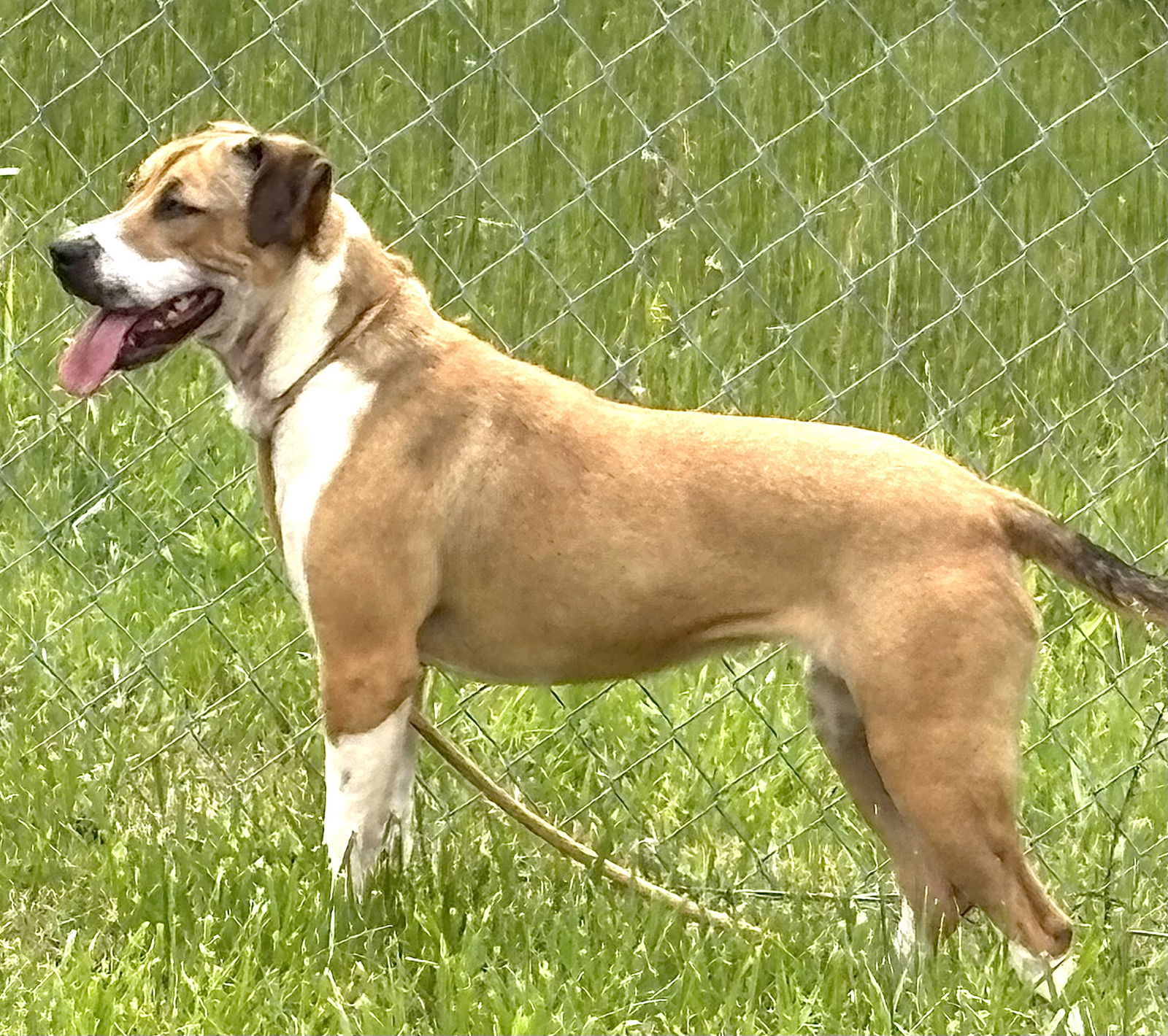 GLIMMER (Spayed!)