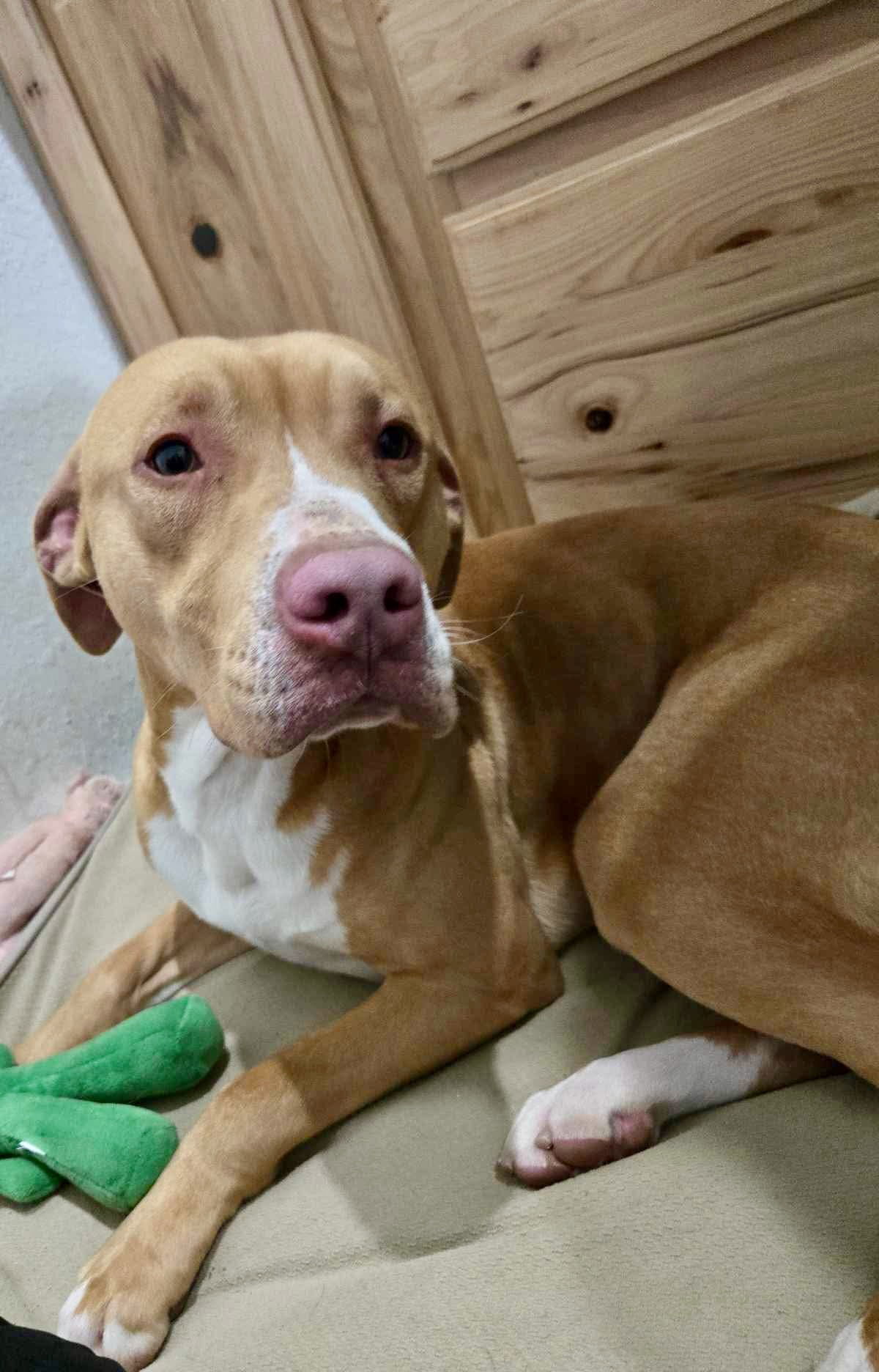 SAMPSON