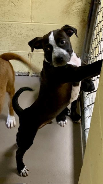 SIMON (Neutered!)