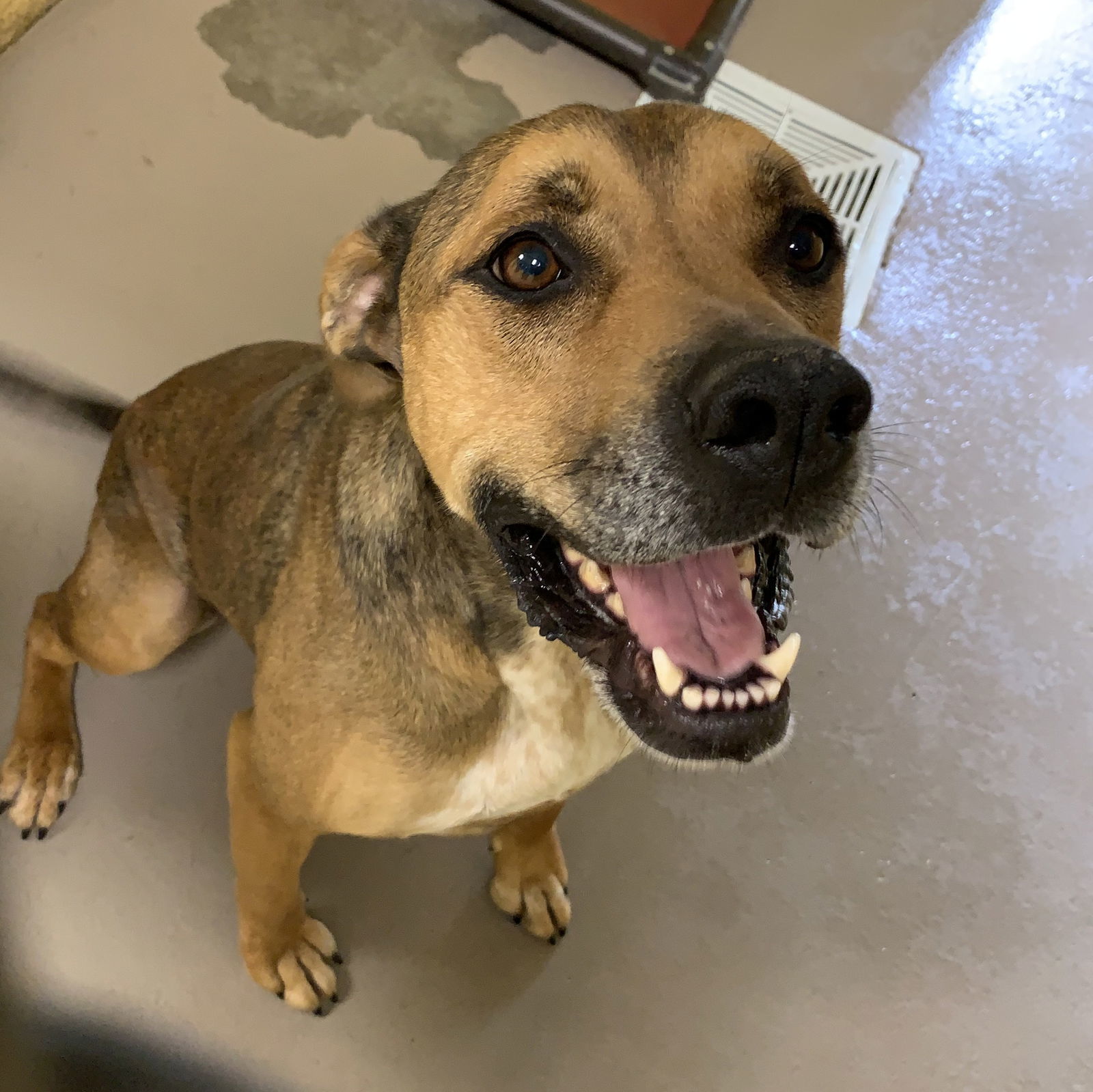 MAYBELL (Spayed!)