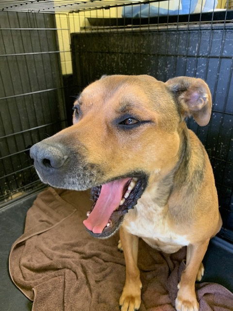 MAYBELL (Spayed!)