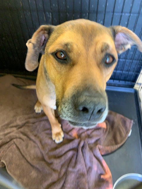 MAYBELL (Spayed!)