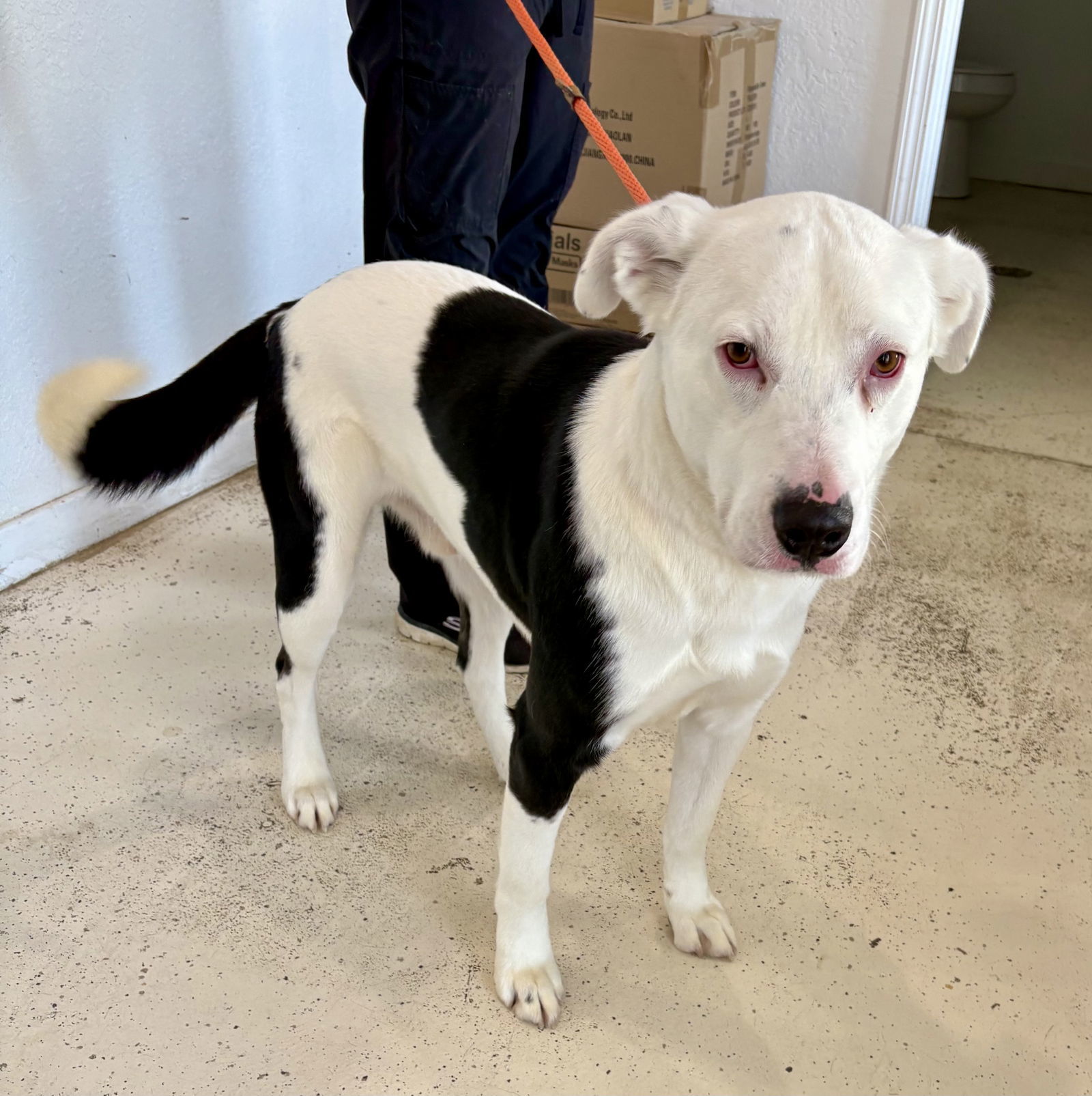 CHASE (neutered)