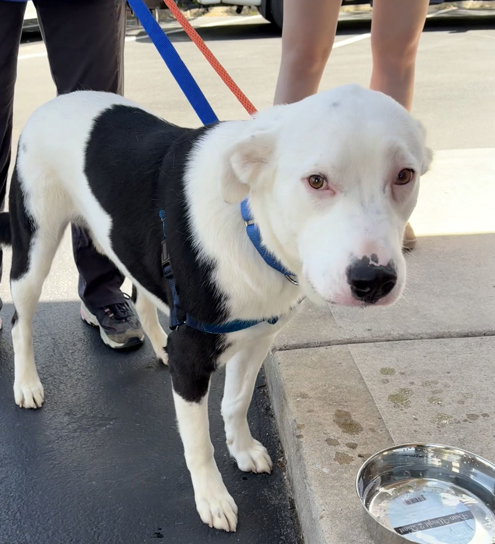 CHASE (neutered)