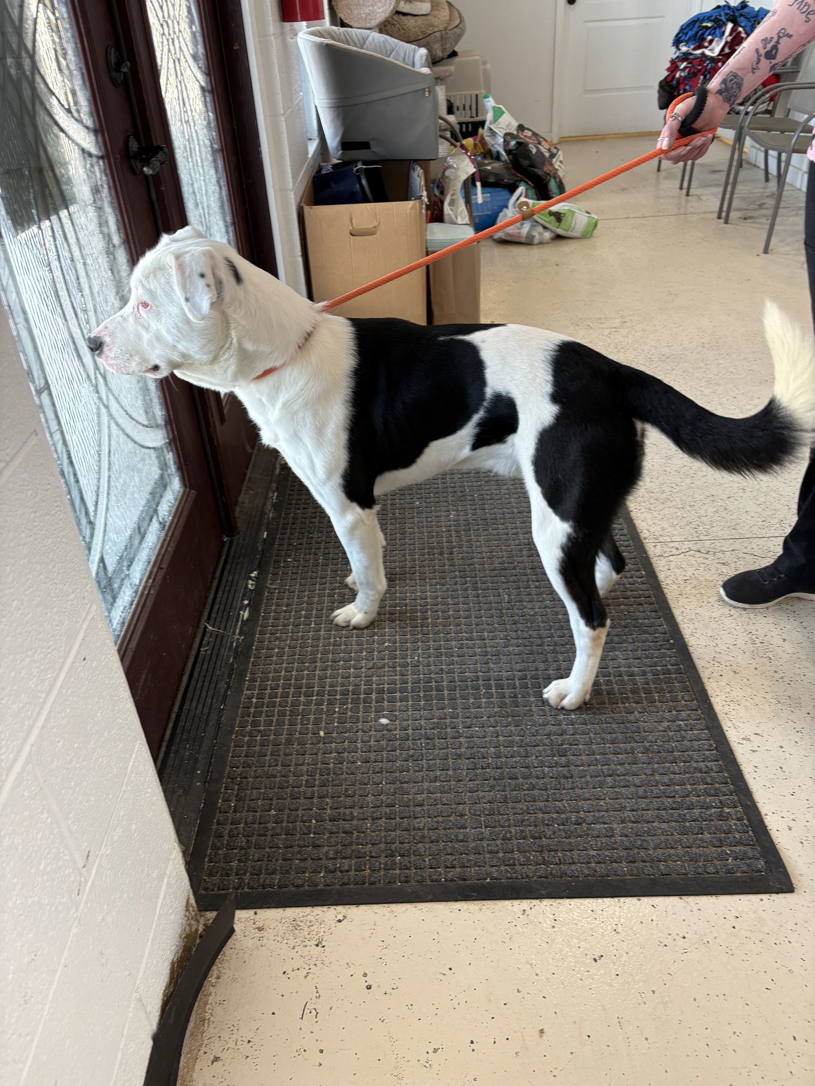 CHASE (neutered)