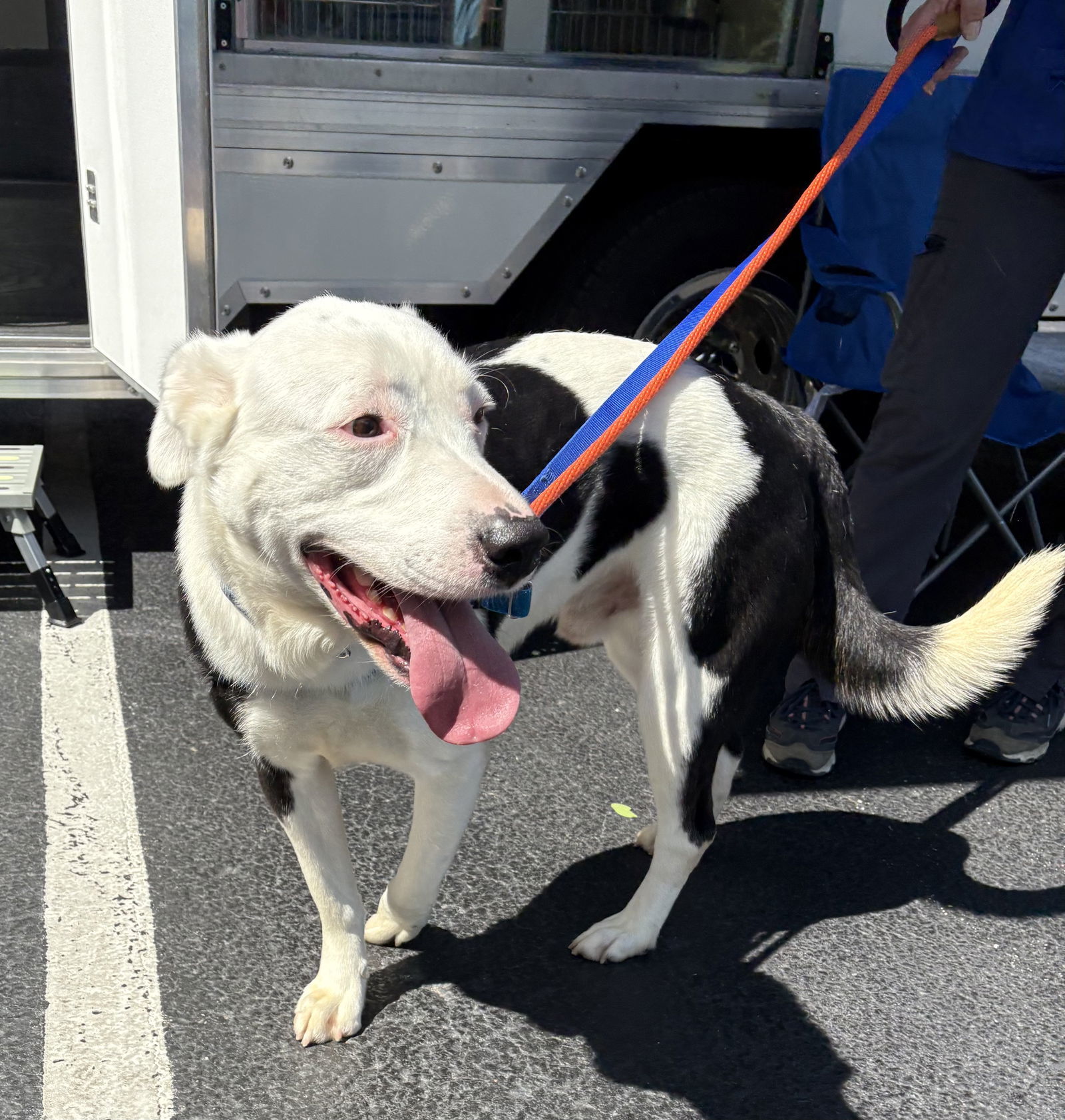 CHASE (neutered)