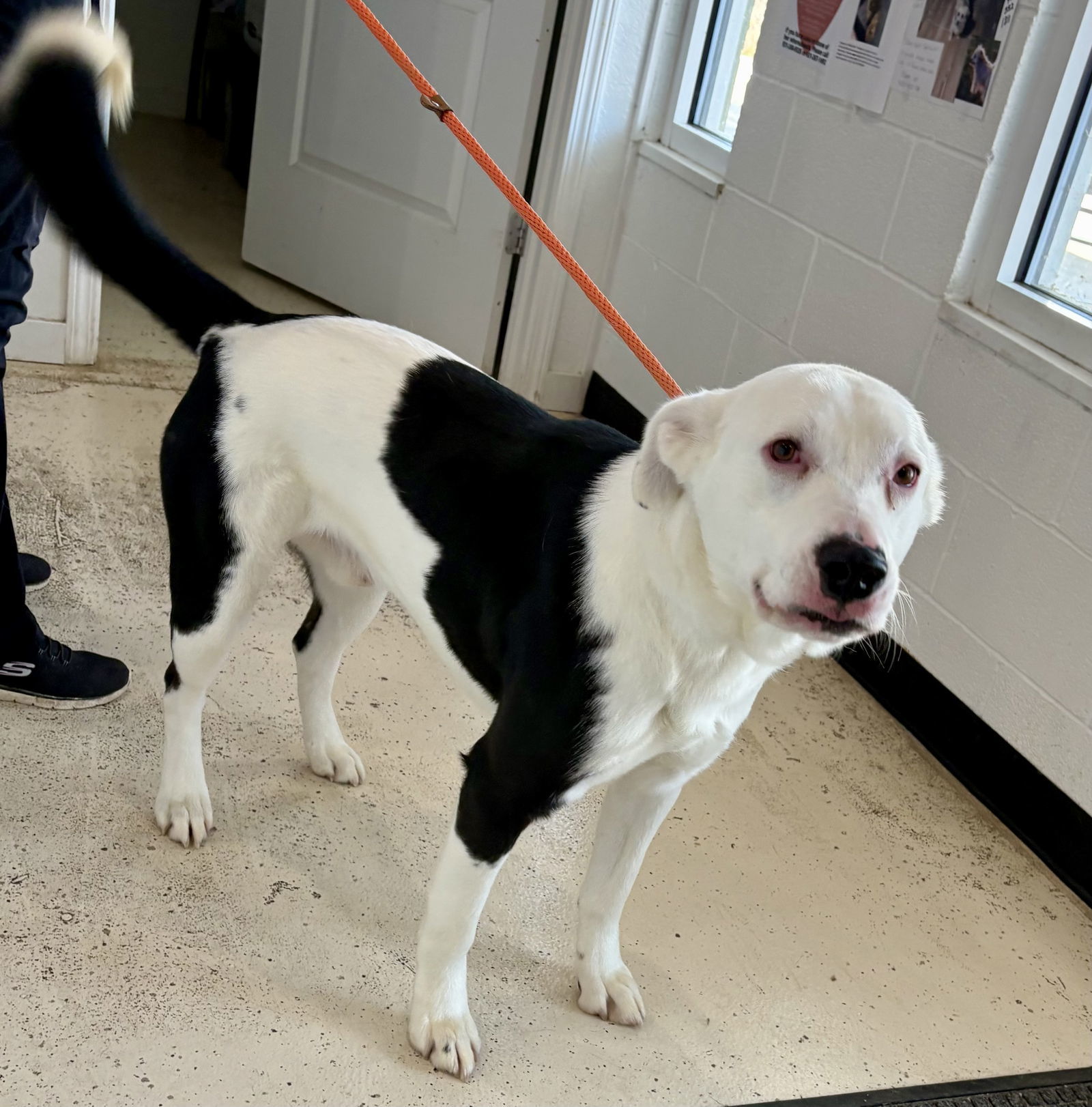 CHASE (neutered)