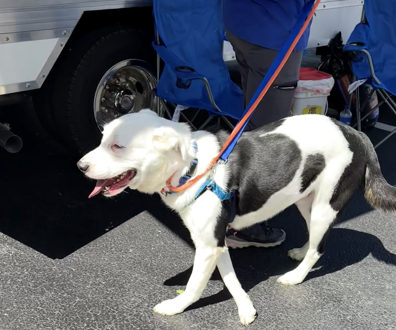 CHASE (neutered)