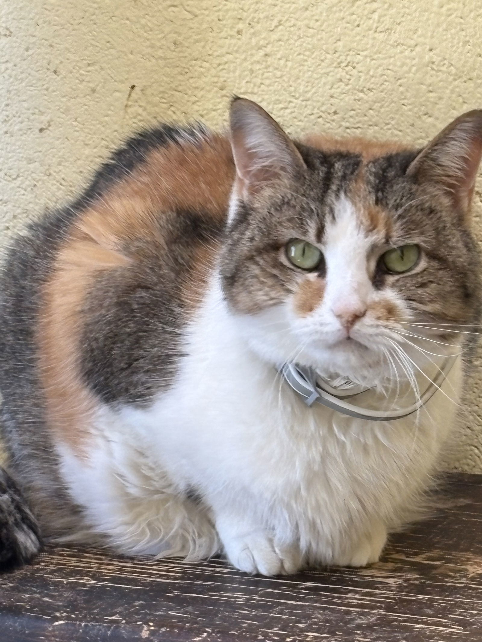 HEIDI (Spayed!)