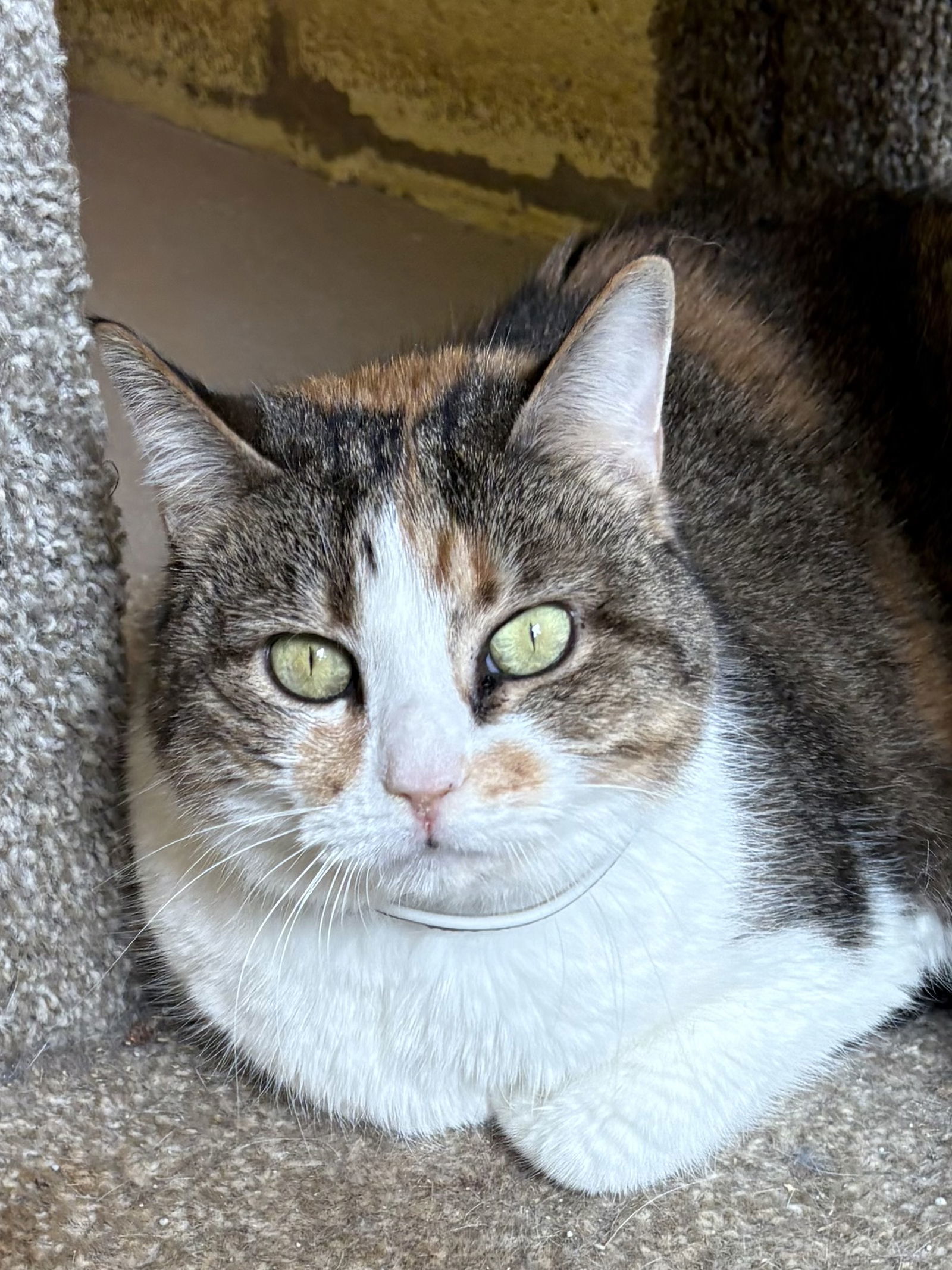 HEIDI (Spayed!)