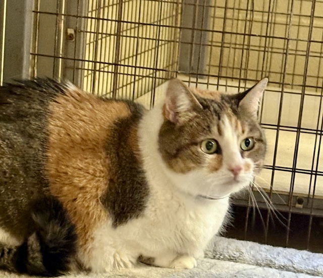 HEIDI (Spayed!)